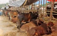 পশুর পাশা পাশী ক্রেতা সংকট ও রয়েছে হাট গুলোতে
