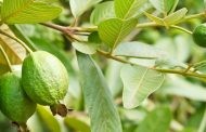 ডায়াবেটিস নিয়ন্ত্রণের ঘরোয়া কিছু তথ্য