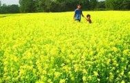 বিল ডাকাতিয়াতে  যেনো  হলুদের ছোঁয়া লেগেছে