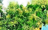 রেকর্ড ফলনের আশা,গাছে গাছে আমের মুকুল