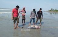কুয়াকাটা সৈকতে ভেসে এল মৃত ডলফিন
