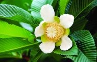 আজ পহেলা আষাঢ়, এলো বৃষ্টির দিন