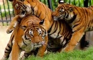 আজ বিশ্ব বাঘ দিবস