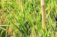 উচ্চ তাপেও ফলবে ধান