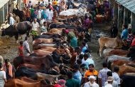 মুখরিত গাবতলী কোরবানি পশুর হাট