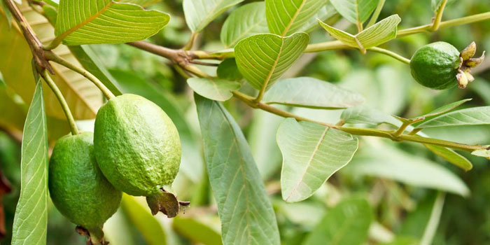 ডায়াবেটিস নিয়ন্ত্রণের ঘরোয়া কিছু তথ্য
