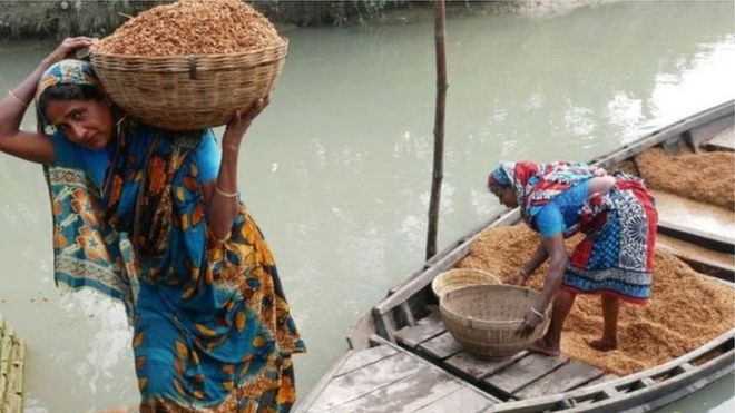 কৃষকের কাছ থেকে বাংলাদেশ সরকারের ধান কেনার নতুন সিদ্ধান্তে কৃষকের কী লাভ হবে