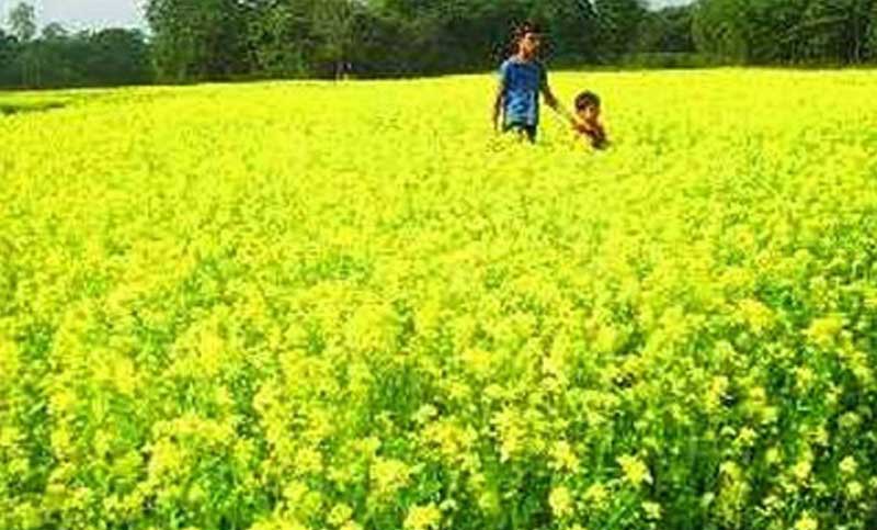 বিল ডাকাতিয়াতে  যেনো  হলুদের ছোঁয়া লেগেছে