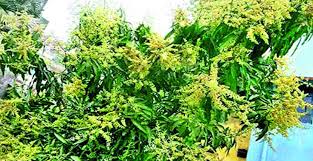 রেকর্ড ফলনের আশা,গাছে গাছে আমের মুকুল