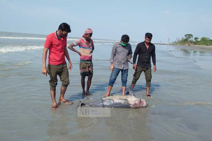 কুয়াকাটা সৈকতে ভেসে এল মৃত ডলফিন