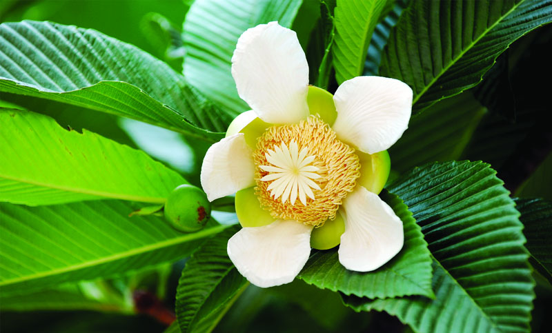 আজ পহেলা আষাঢ়, এলো বৃষ্টির দিন