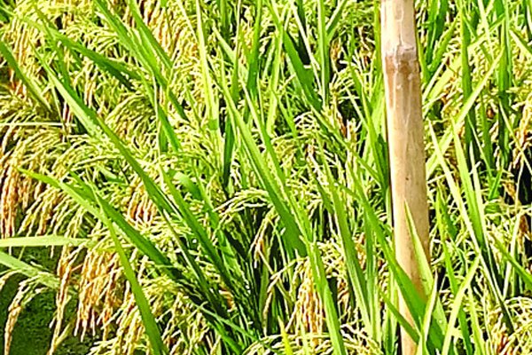 উচ্চ তাপেও ফলবে ধান