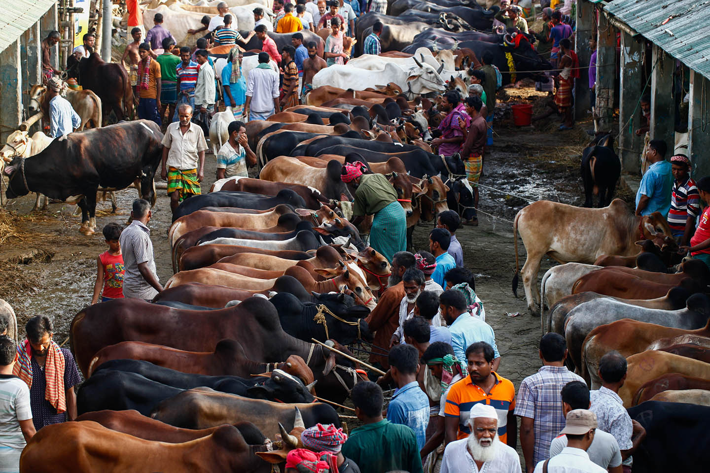 মুখরিত গাবতলী কোরবানি পশুর হাট